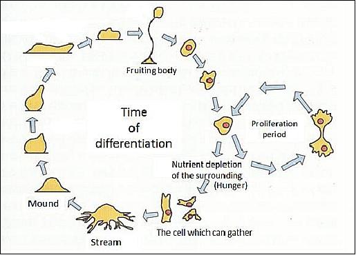 Figure 7: Life cycle of the dictyostelium discoideum (image credit: Teikyo University)