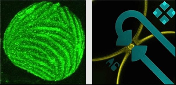 Figure 1: Illustration of a single C. richardii spore (left) and photo of calcium ion measurement microelectrodes on either side of a single spore (right), image credit: NASA, PU