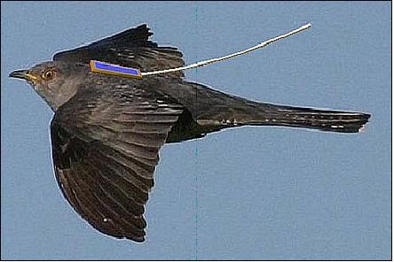 Figure 1: An artist's rendering of a cuckoo carrying the DTUSat-2 GPPL transmitter system (image credit: DTU)