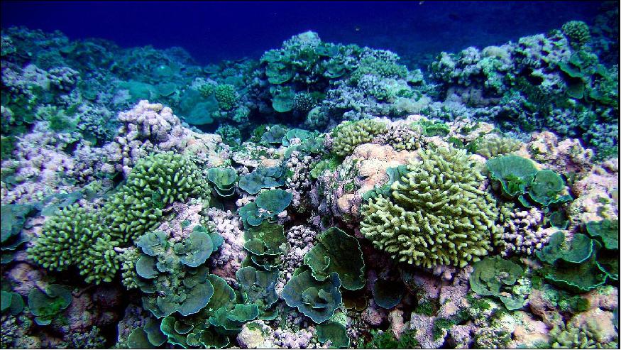 Figure 10: A pristine reef in American Samoa (image credit: NOAA/NMFS/PIFSC/CRED, Oceanography Team)