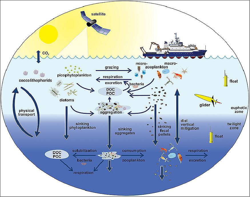 Figure 1: The EXPORTS conceptual diagram illustrates the links among the ocean's biological pump and pelagic food web and our ability to sample these components from ships, satellites, and autonomous vehicles. Light blue waters are the euphotic zone (EZ), while the darker blue waters represent the twilight zone (TZ). The Figure is adapted from Steinberg and the U.S. Joint Global Ocean Flux Study (JGOFS)