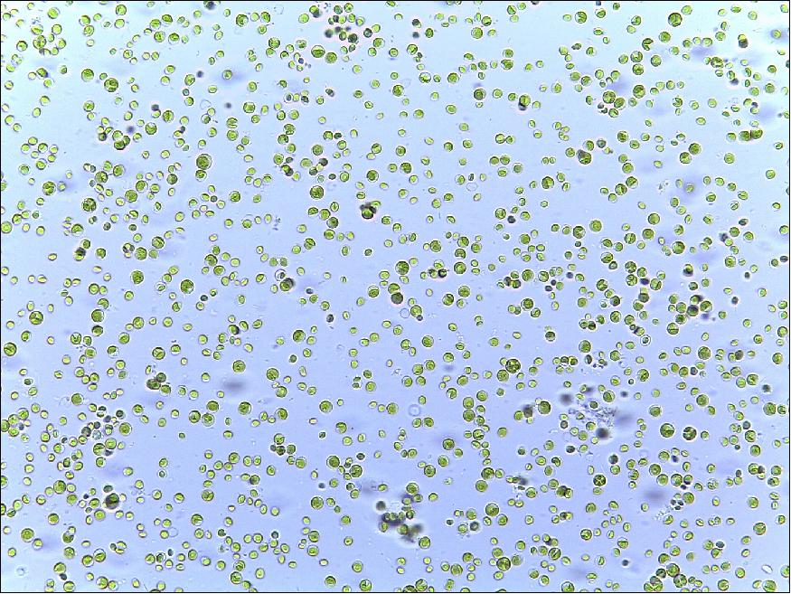 Figure 18: Chlorella vulgaris cells under the microscope. These microalgae have a variety of uses on Earth and may be part of life support systems on future space voyages (image credit: Institute of Space Systems, University of Stuttgart, Germany)