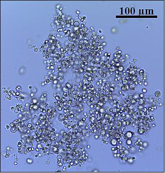 Figure 10: Cluster of photobleached but viable C.vulgaris cells, crosslinked by bulk EPS (image credit: University of Stuttgart)