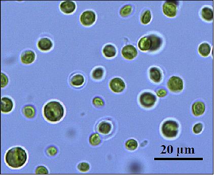 Figure 7: Chlorella vulgaris SAG211-12 at Institute of Space Systems, Stuttgart University (image credit: Stuttgart University)