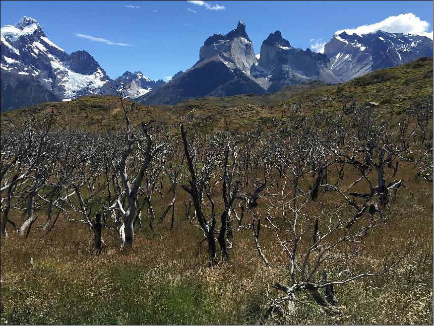 Figure 26: A forest of Nothofagus antarctica trees that burned in fire that covered 40,000 acres in Torres del Paine National Park, Chile in 2012 (image credit: David McWethy)