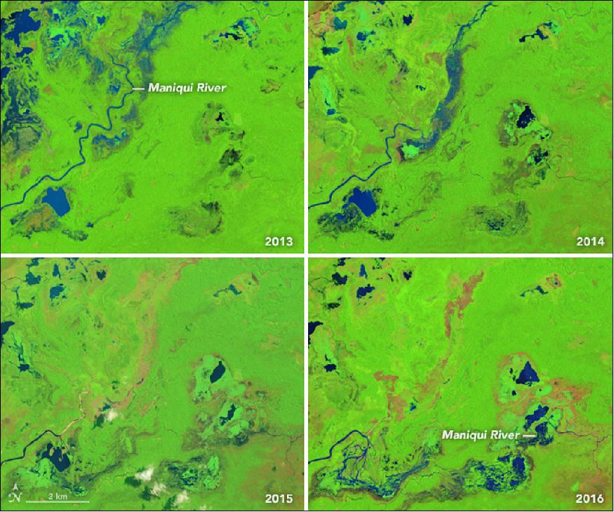 Figure 60: The image on the upper left shows the course of the river in September 2013, when it flowed in a northeasterly direction. By August 2014, it had broken through its right bank and began to spill into a swampy depression nearby. By September 2015, the river had broken out of its channel for a second time, this time flowing into a pond a few kilometers south of the first break. By July 2016, sediment deposited by the river had filled in most of the pond and the river was charting a more easterly path. Over those three years, vegetation growth started to cover up the channel that was full of water in 2013 (image credit: NASA Earth Observatory, images by Jesse Allen, using Landsat data from the USGS, caption by Adam Voiland)