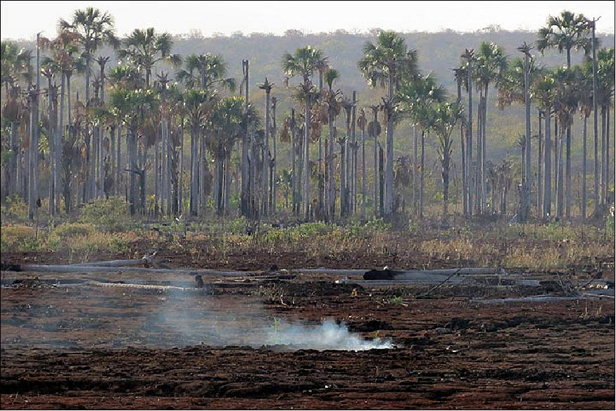 Figure 25: This photo of the charred region shows smoke seeping from the ground with several downed palm trunks behind it (image credit: Jose Eugenio Cortes Figueira)
