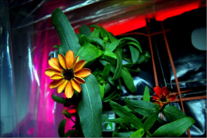 Figure 110: The Zinnia flower blooms in space for the first time in the Veggie growth facility aboard the International Space Station on Jan. 16, 2016 (image credit: NASA, Scott Kelly, Ref. 98)