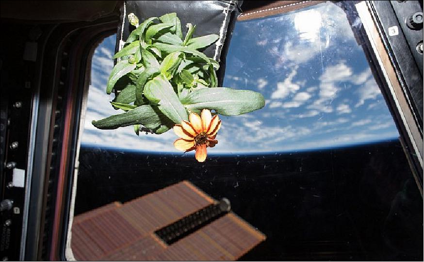 Figure 108: Photo of first ever blooming space Zinnia flower grown onboard the International Space Station's Veggie facility moved to catch the sun's rays through the windows of the Cupola backdropped by Earth (image credit: NASA, Scott Kelly)