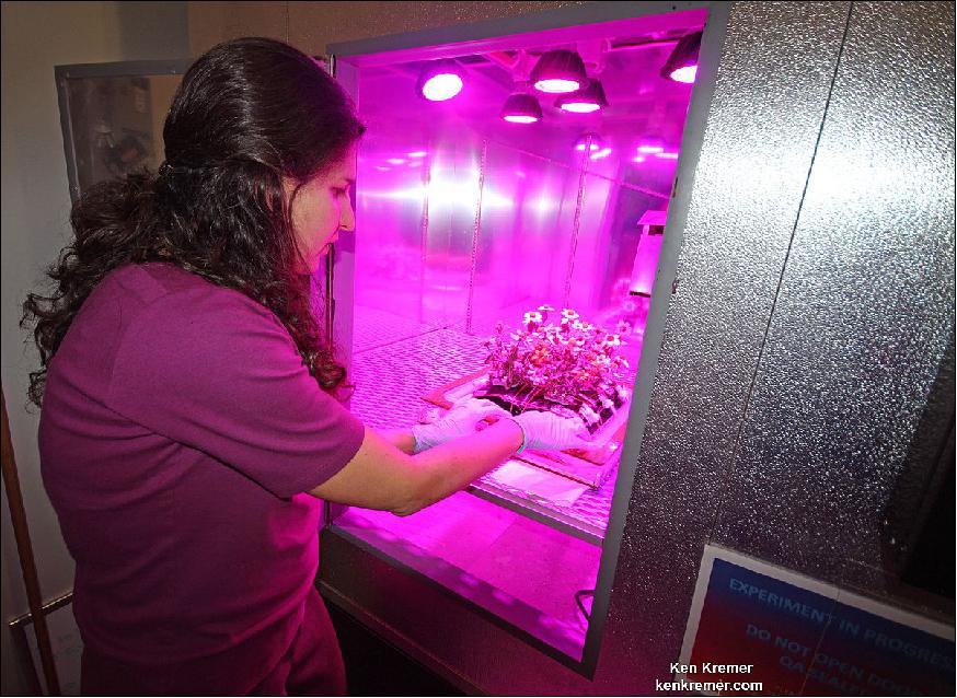 Figure 105: Gioia Massa, NASA Kennedy payload scientist for Veggie, works with ground control Zinnia plants growing in a tray of Veggie pillow sets inside a controlled environment growth chamber in the Space Station Processing Facility at NASA's Kennedy Space Center in Florida (image credit: Ken Kremer)