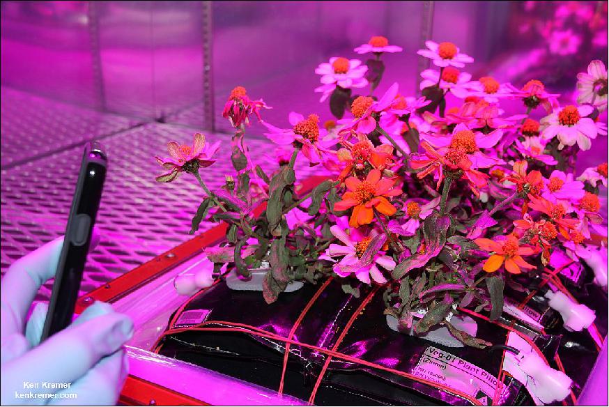 Figure 104: Ground truth Zinnia plants growing inside an experimental tray of six Veggie pillow sets in a controlled environment chamber in the Space Station Processing Facility at NASA's Kennedy Space Center in Florida (image credit: Ken Kremer)