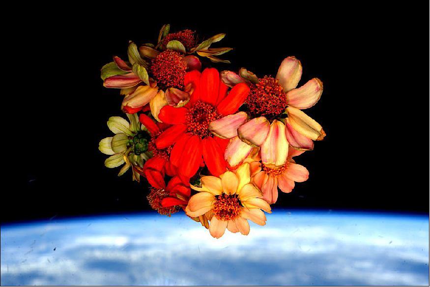 Figure 103: NASA astronaut Scott Kelly harvested his space grown Zinnia's on Valentine's Day, Feb. 14, 2016 aboard the International Space Station (image credit: NASA, Scott Kelly/@StationCDRKelly)