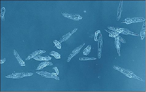 Figure 8: Rotifers, commonly called wheel animals, are usually < 1mm in size and usually found in fresh water and moist soil (image credit: UNamur)