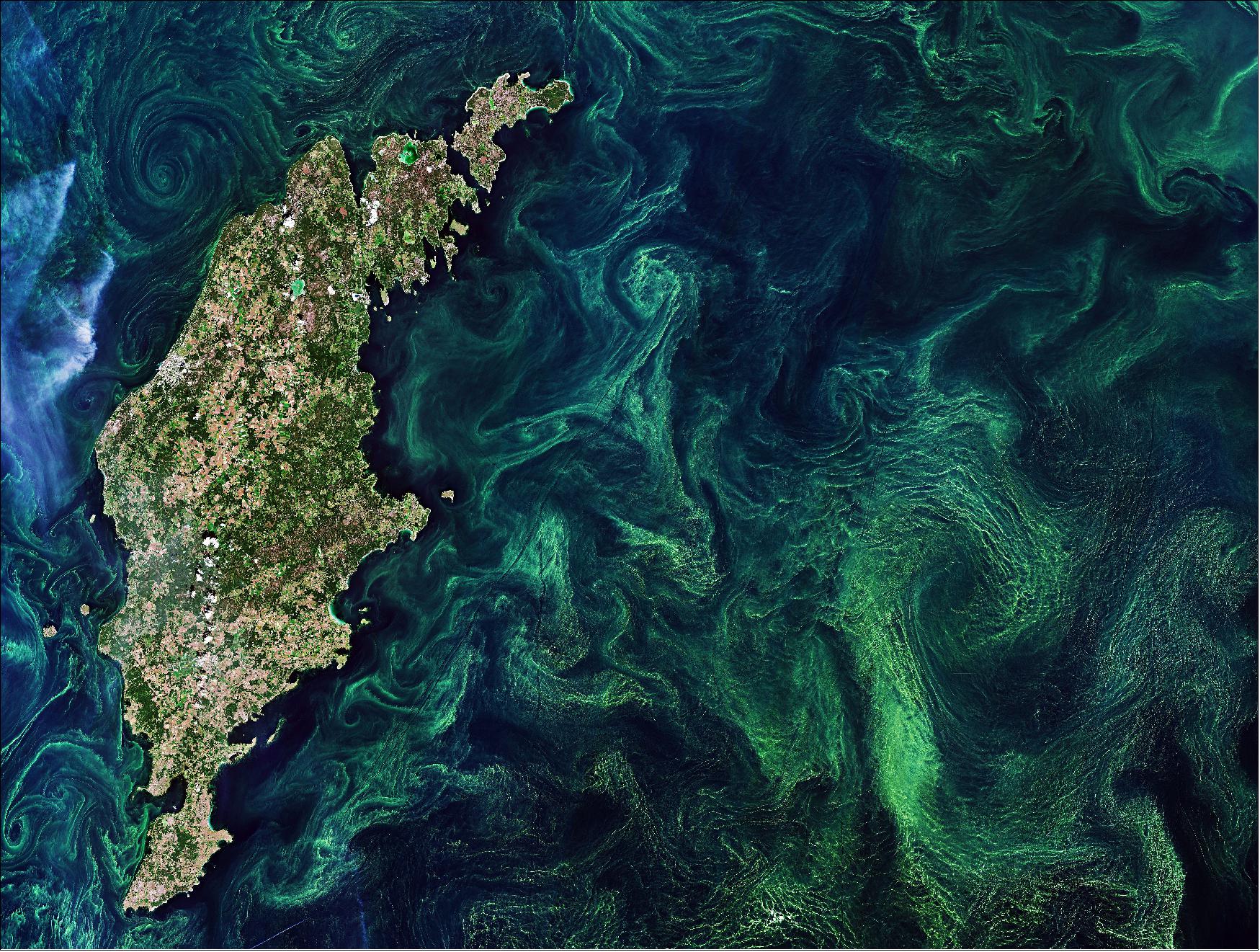 Figure 2: In this image captured on 20 July 2019, the streaks, eddies and whirls of the late summer blooms, mixed by winds and currents, are clearly visible. Without in situ measurements, it is difficult to distinguish the type of algae that covers the sea as many different types of algae grow in these waters. The highest concentrations of algal blooms are said to occur in the Central Baltic and around the island of Gotland, visible to the left in the image. This image is also featured on the Earth from Space video program (image credit: ESA, the image contains modified Copernicus Sentinel data (2019), processed by ESA, CC BY-SA 3.0 IGO)