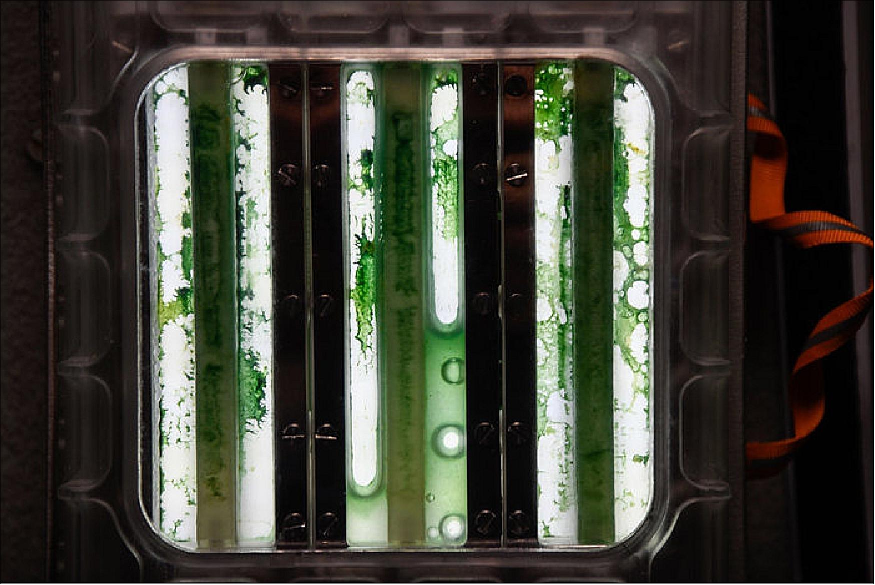 Figure 89: PhotoBioreactor on Space Station. If we are to travel farther for longer, it will also be important to generate our own sustainable supplies of food and oxygen in space. The German Aerospace Center DLR experiment PhotoBioreactor on the International Space Station includes algae to convert carbon dioxide to breathable oxygen and edible algae in space. - The algae selected for this experiment, chlorella vulgaris, is single-celled, spherical and can be cultivated in pumped loops to produce oxygen and edible biomass from carbon dioxide and water. It requires regular nutrients to support its growth, as well as exposure to light (image credit: NASA)