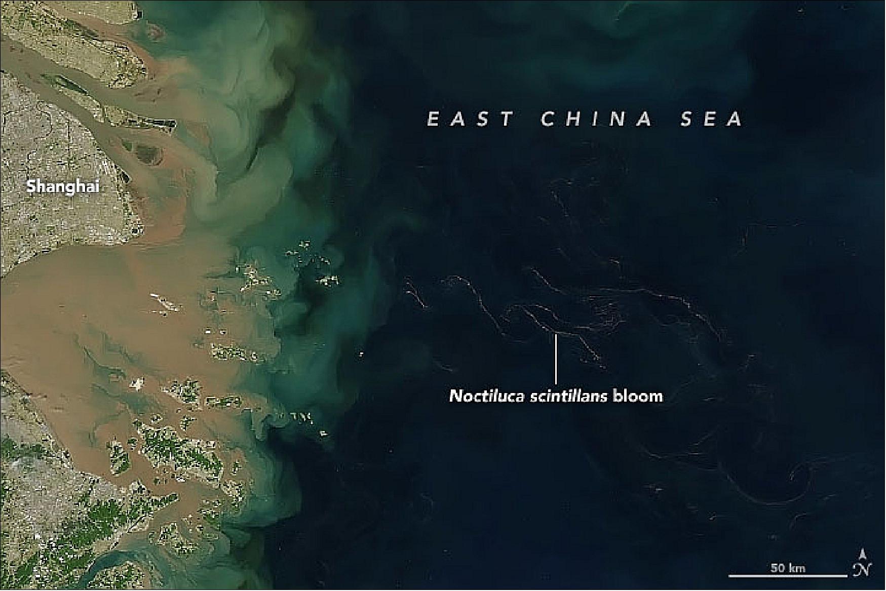 Figure 9: This natural-color MODIS image on Aqua shows an example of a Noctiluca scintillans bloom near the mouth of the Yangtze River on May 18, 2017. MODIS can detect the blooms because this type of phytoplankton absorbs more blue light and scatters more red light than other ocean microorganisms. Since Noctiluca scintillans also scatters a significant amount of near-infrared light, the researchers were also able to identify blooms by analyzing false-color images that incorporate near-infrared observations (image credit: NASA Earth Observatory, image by Joshua Stevens, using MODIS data from NASA EOSDIS/LANCE and GIBS/Worldview. Story by Adam Voiland)