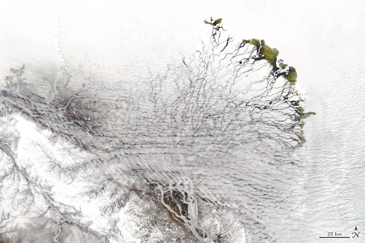 Figure 28: After seven months encased in snow and ice, the delta emerges for the short Arctic summer. The transition happens fast. This animation, composed of images from the MODIS on NASA’s Aqua satellite, shows the transformation from June 3-10, 2019 (image credit: NASA Earth Observatory image by Joshua Stevens, using MODIS data from NASA EOSDIS/LANCE and GIBS/Worldview, and Landsat data from the U.S. Geological Survey. Story by Kathryn Hansen with image interpretation by Ingmar Nitze/Alfred Wegener Institute Helmholtz Center for Polar and Marine Research, and Hajo Eicken/University of Alaska Fairbanks)