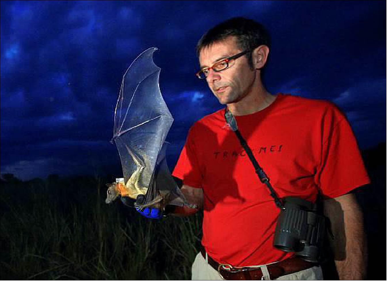 Figure 1: A straw-colored fruit bat is released in the Kasanka National Park (Sambia) with a GPS / GSM (Global System for Mobile Communications) tag of the University of Konstanz (image credit: MPIO)