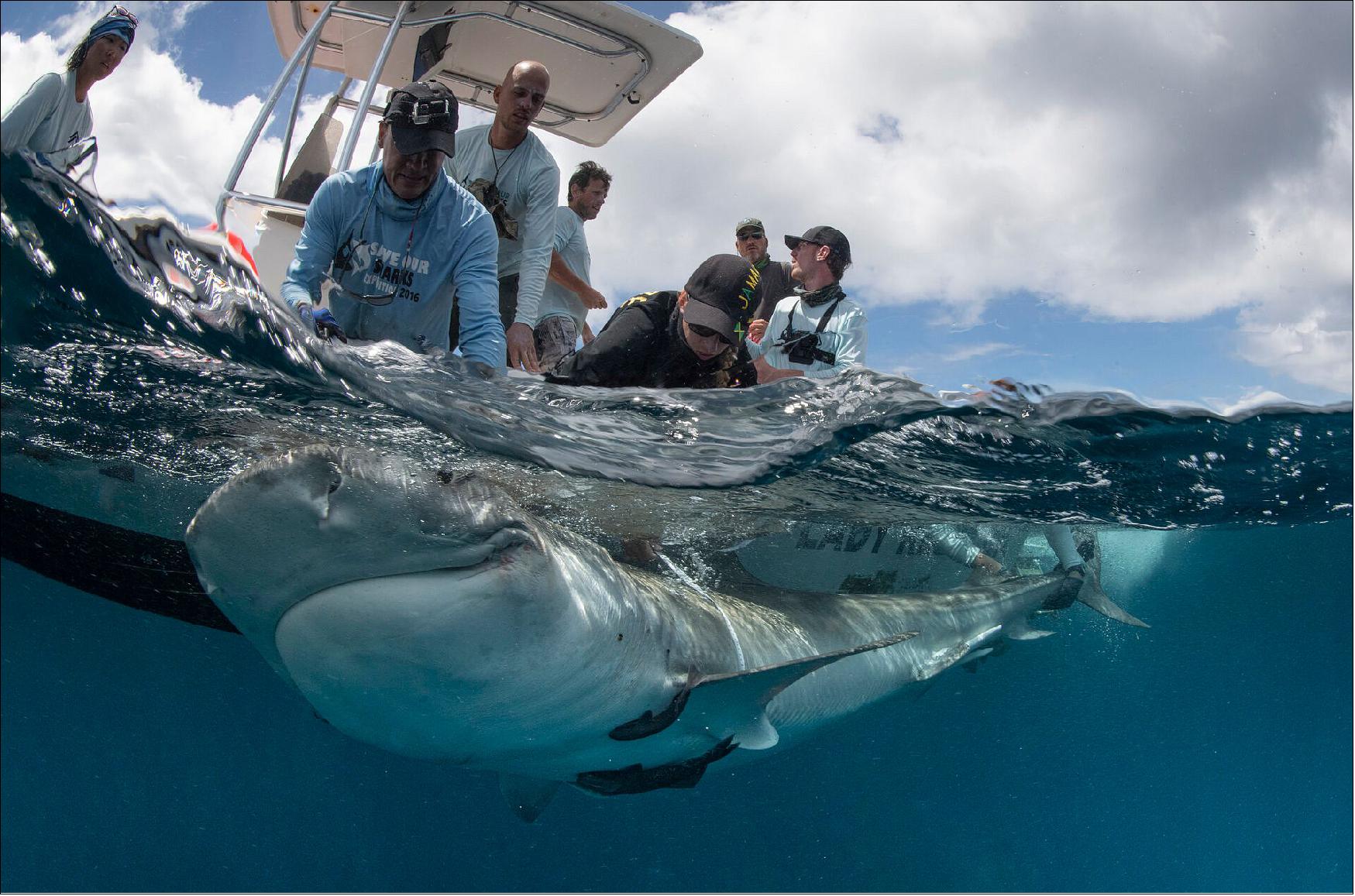 Figure 6: Tiger shark being captured by the tagging team (image credit: ESA)