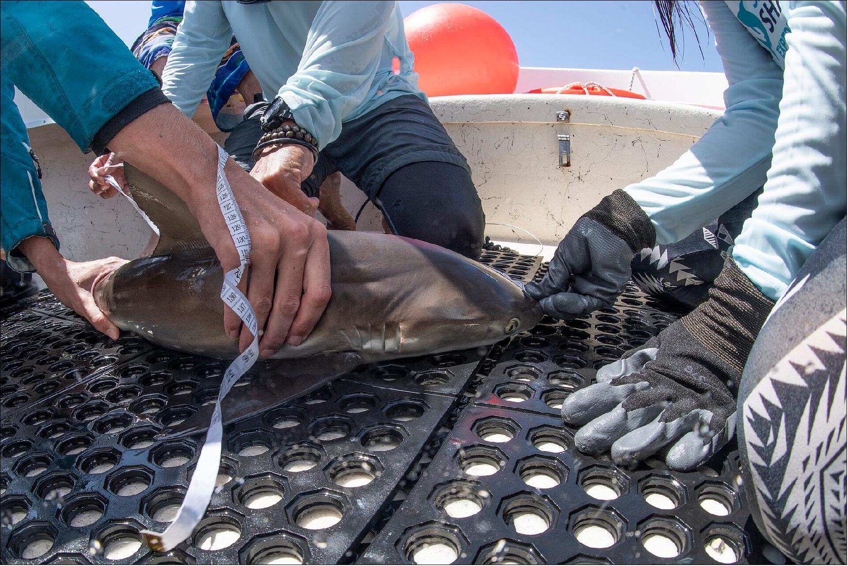 Figure 5: Photo showing the tagging of a tiger shark on deck of a ship (image credit: ESA)