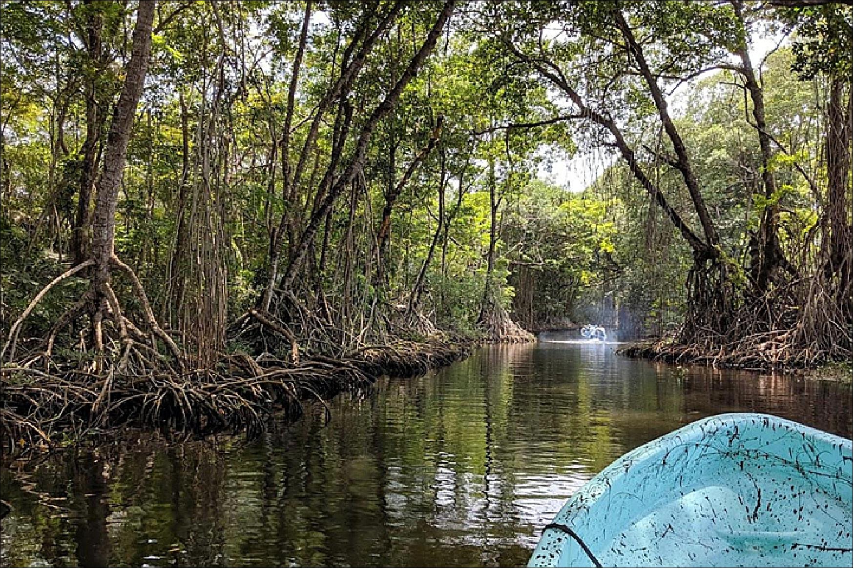 Figure 75: The interlocking canopies of red mangrove—reminiscent of church steeples—gave rise to the name “mangrove cathedrals” (image credit: NASA Earth Observatory)