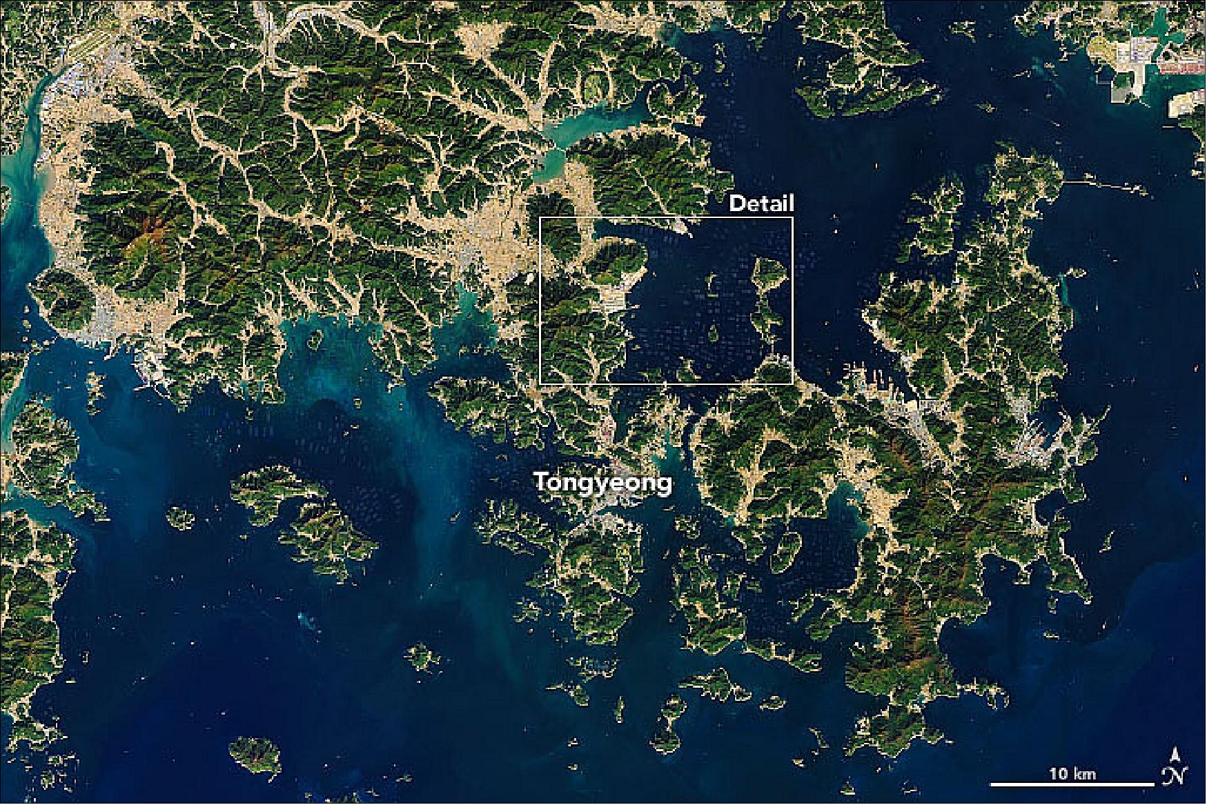Figure 16: Overview image of South Korea’s oyster growing region in the waters of Tongyeong, acquired by OLI on Landsat-8 on 6 November 2019 (image credit: NASA Earth Observatory, image by Joshua Stevens, using Landsat data from the U.S. Geological Survey. Story by Adam Voiland)