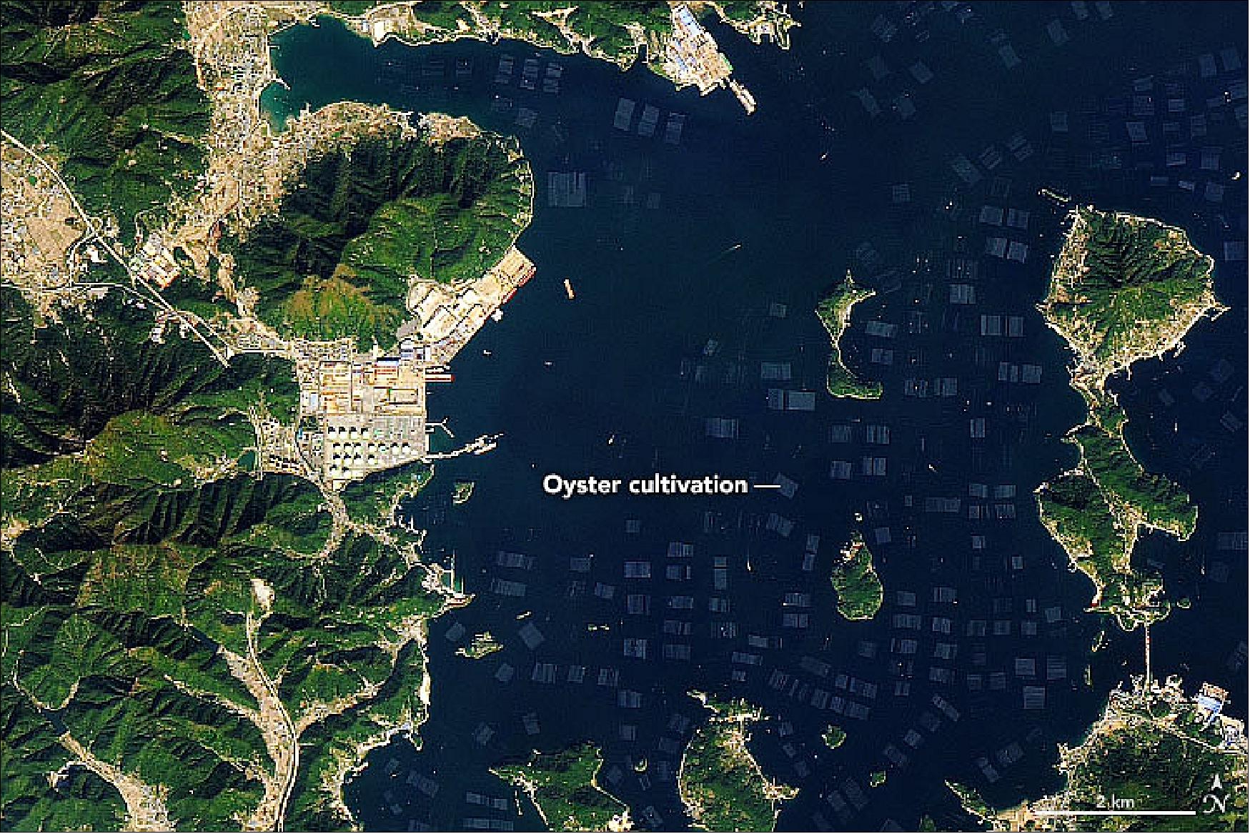Figure 15: On November 6, 2019, the OLI on Landsat-8 acquired this natural-color detail image of long-line oyster cultivation near an industrial facility. In this area, oysters are often grown by suspending them from ropes or wires, which are held near the surface with buoys. The technique encourages oysters to grow quickly and develop strong shells (image credit: NASA Earth Observatory, image by Joshua Stevens, using Landsat data from the U.S. Geological Survey. Story by Adam Voiland)