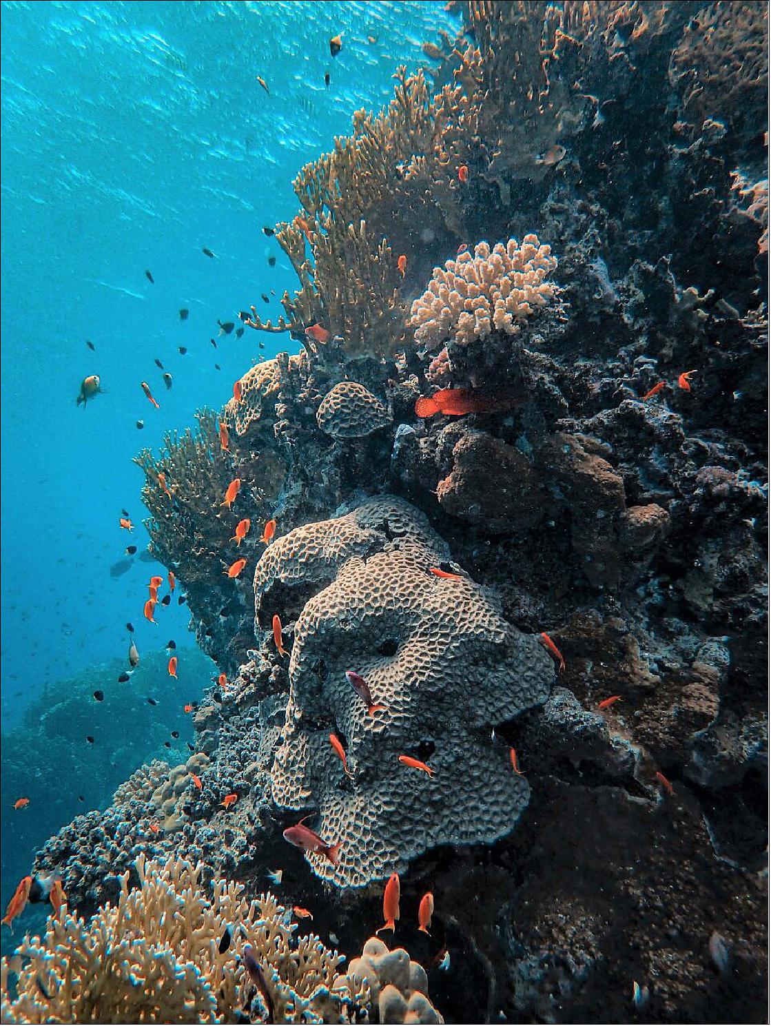 Figure 35: Ocean acidification weakens coral reef skeletons. Coral reefs build their skeletons to harvest light more effectively. As our oceans become more acidic, these skeletons become weaker, making coral reefs more susceptible to breaking when waves pass over. This is just one of the impacts of ocean acidification on coral reefs (image credit: Pexels, F. Ungaro)