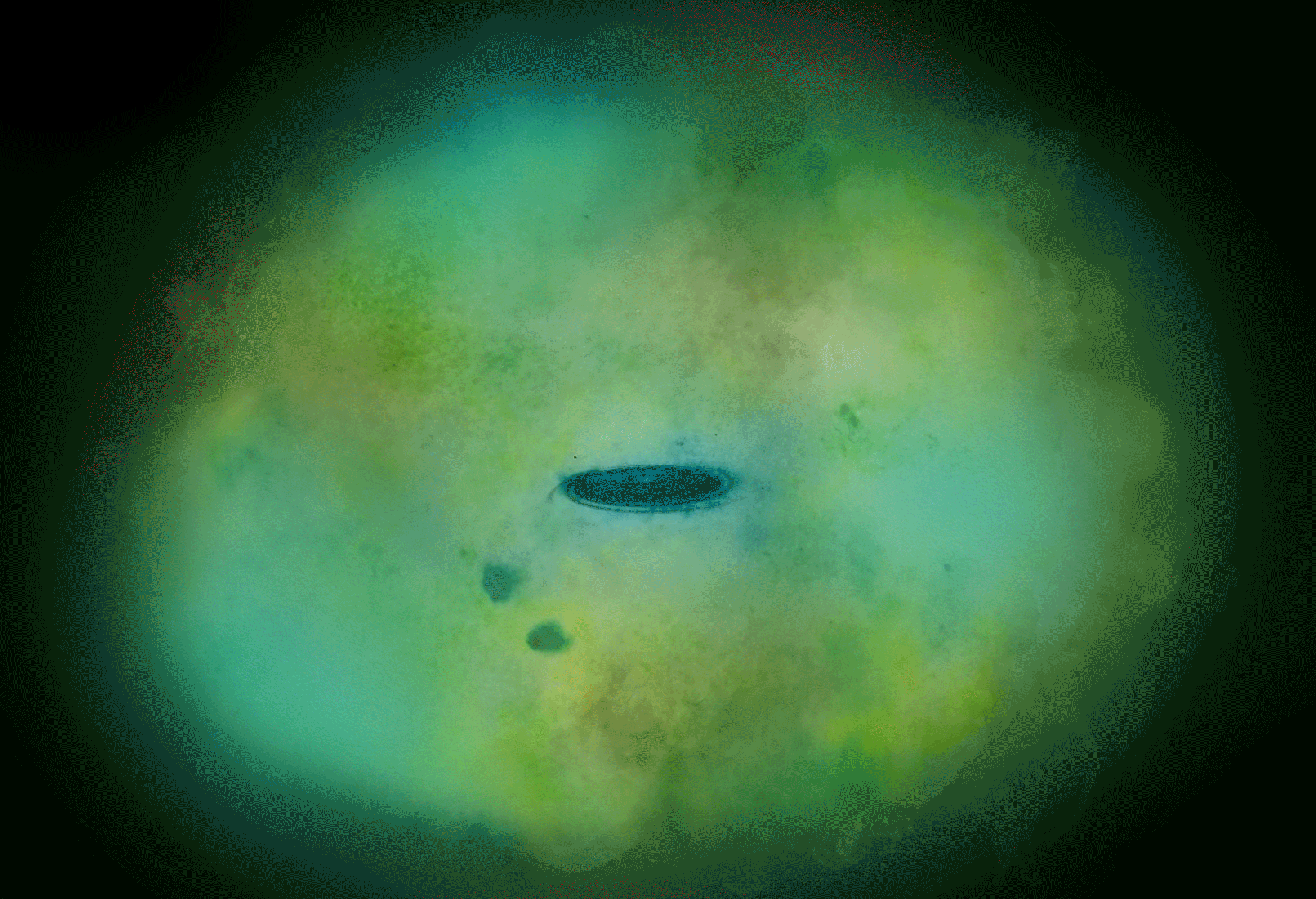 Figure 45: This animated artist's impression shows the Milky Way (the small galaxy depicted at the center of the frame) and its halo (the extended gaseous region). It illustrates the halo in three different shades – emerald, yellow and green. These all mix together throughout the halo, and each represents gas of a different temperature. Dots then appear across this halo; these represent elements and their relative abundances, as detected by ESA’s XMM-Newton X-ray space observatory: nitrogen (black, 41 dots), neon (orange/yellow, 39 dots), oxygen (light blue, 7 dots) and iron (red, 1 dot). - A halo is a vast region of gas, stars and invisible dark matter surrounding a galaxy. It is a key component of a galaxy, connecting it to wider intergalactic space, and is thus thought to play an important role in galactic evolution (image credit: ESA)