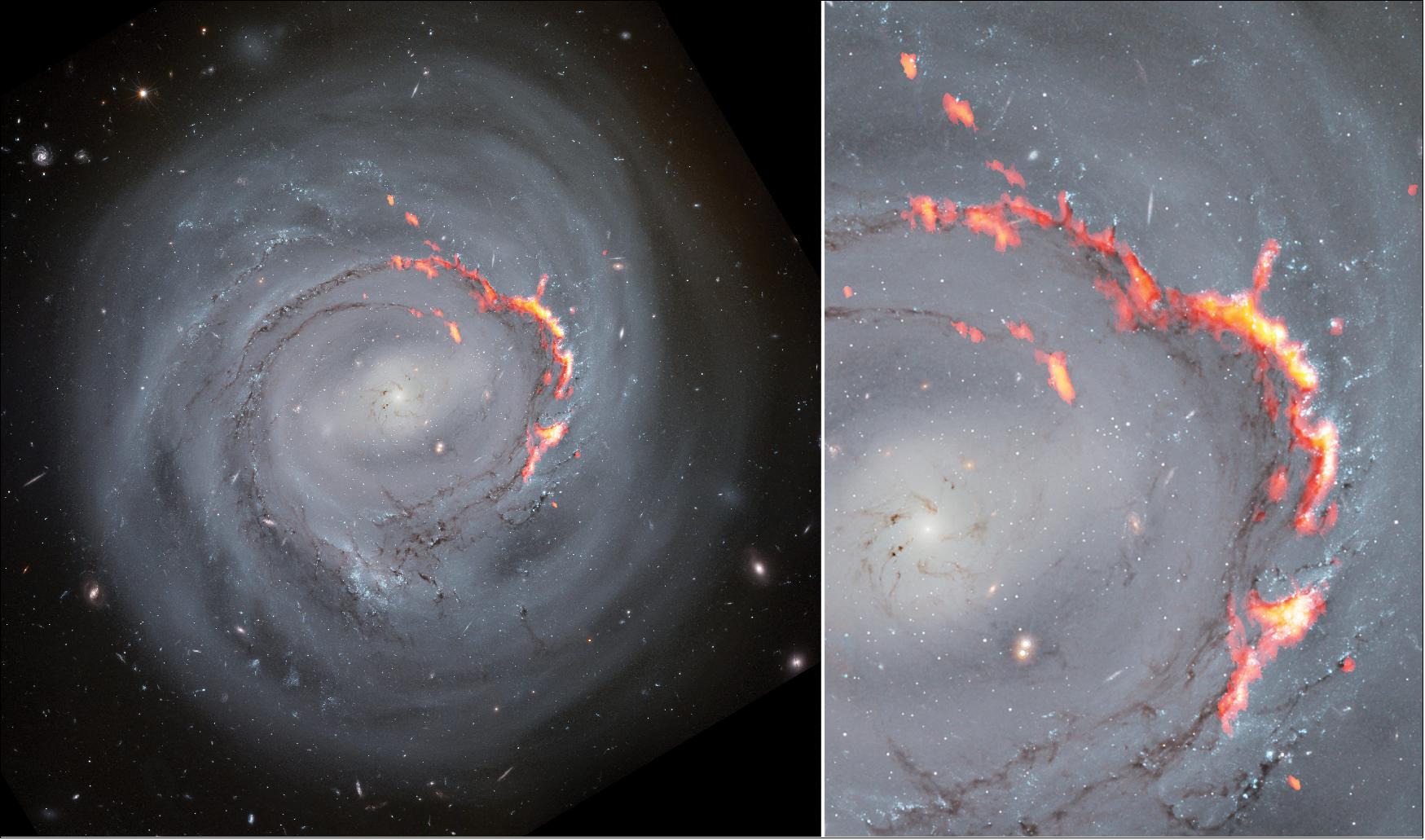 Figure 34: This side-by-side composite shows ALMA (red/orange) data laid over Hubble Space Telescope (optical) images of NGC4921. A new study of the spiral bar galaxy revealed filament structures similar to the Pillars of Creation but significantly larger. These structures are caused by a process known as ram pressure stripping, which pushes gas out of galaxies, leaving them without the material needed to form new stars [image credit: ALMA (ESO/NAOJ/NRAO)/S. Dagnello (NRAO), NASA/ESA/Hubble/K. Cook (LLNL), L. Shatz]