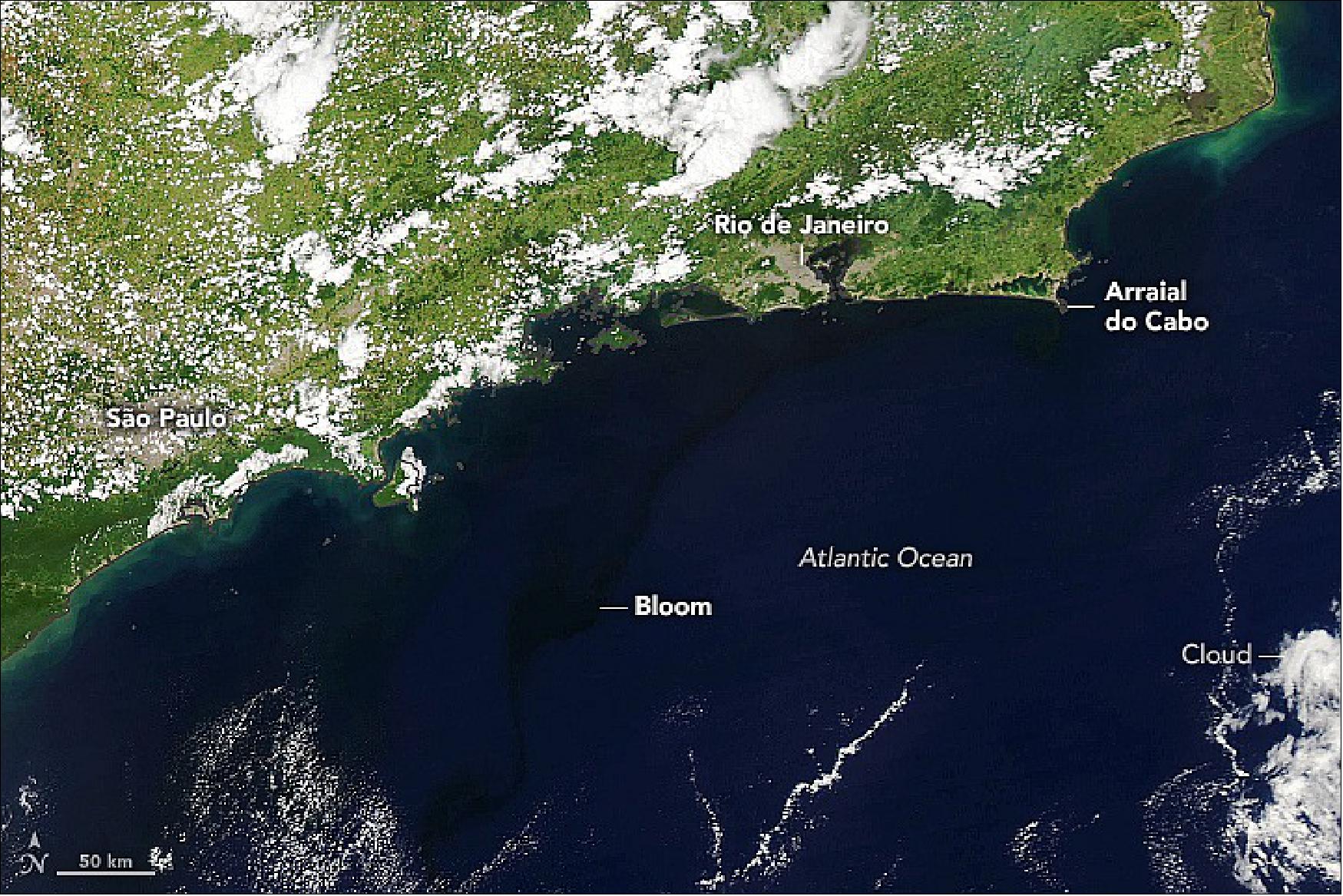 Figure 46: A dark, rainy spring gave way to a vast, long-lived phytoplankton bloom off the coast of Brazil. By late December, the bloom was fading but remained visible to the Moderate Resolution Imaging Spectroradiometer (MODIS) on NASA’s Aqua satellite, which acquired these images on December 26, 2021. The bloom shows up in the natural-color image (Figure 46) as a faint, dark swirl of water extending away from the coast. An even fainter patch is visible to the left of the swirl. The bloom is more distinct in the false-color image (Figure 47). In this view, shades of green depict concentrations of chlorophyll-a, the primary pigment used by phytoplankton to capture sunlight. The darkest shades of green show areas with the greatest chlorophyll concentrations (image credit: NASA Earth Observatory images by Lauren Dauphin, using MODIS data from NASA EOSDIS LANCE and GIBS/Worldview. Story by Kathryn Hansen)