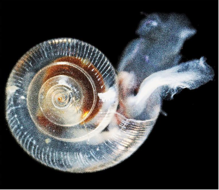 Figure 33: Sea butterfly. Ocean acidification is altering bio-geo-chemical cycles and having a detrimental effect on ocean life. Pteropods, tiny marine snails known as ‘sea butterflies’, are an example of a particularly vulnerable species, where shell damage has been observed already in portions of the Arctic and Southern Ocean. Pteropods are hugely important in the polar food web, serving as a key food source for important fisheries species, such as salmon and cod (image credit: NOAA)