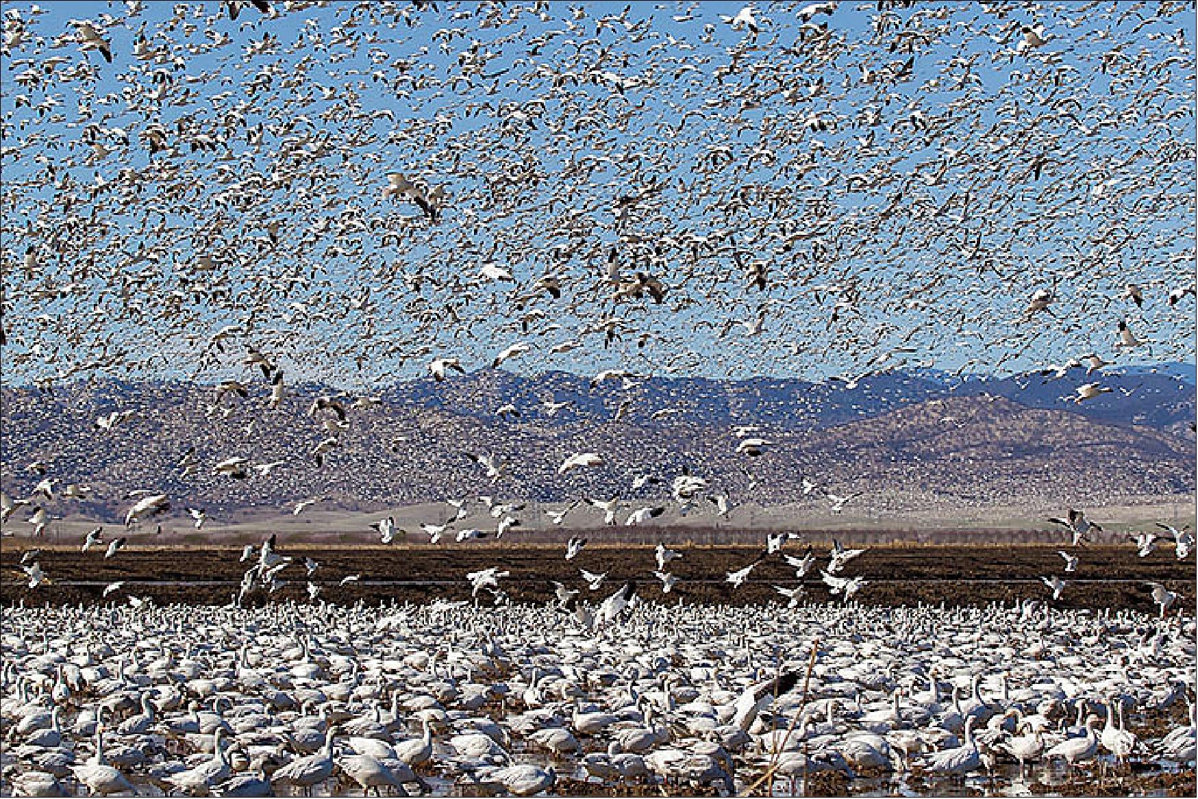 Figure 91: This photo shows a massive flock of snow geese congregating in a rice field in the Sacramento Valley on February 22, 2014, an unusually dry year (image credit: NASA Earth Observatory, Photographs by Leslie Morris and Brian Baer for the California Rice Commission (used with permission). Story by Adam Voiland)