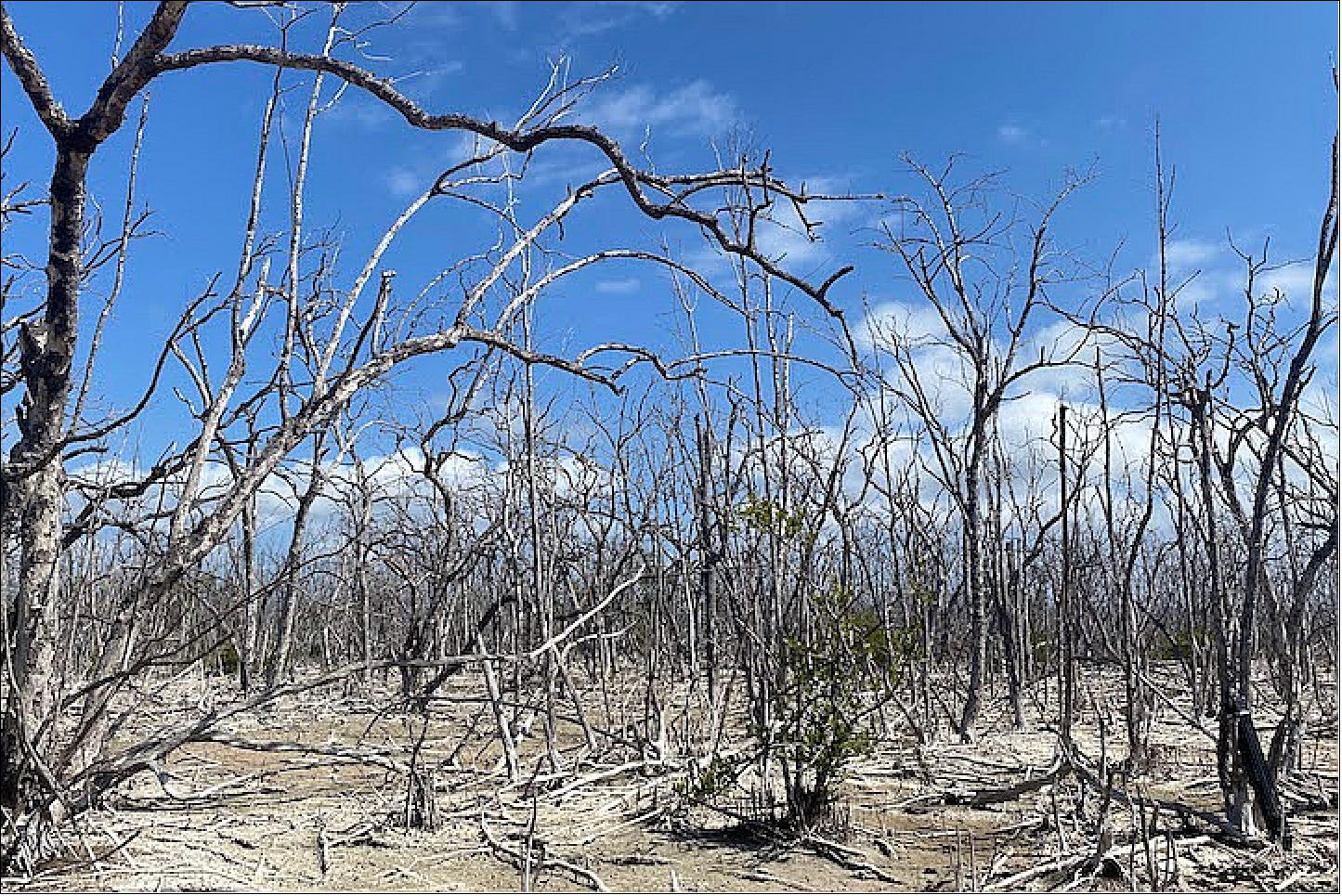Figure 49: Scientists are measuring emissions from dying mangrove forests in order to learn something about soaring global levels of the greenhouse gas, the photo was taken on 23 March 2022 showing a dead mangrove forest in Cape Sable (photo credit: NASA postdoctoral researcher Cheryl Doughty)