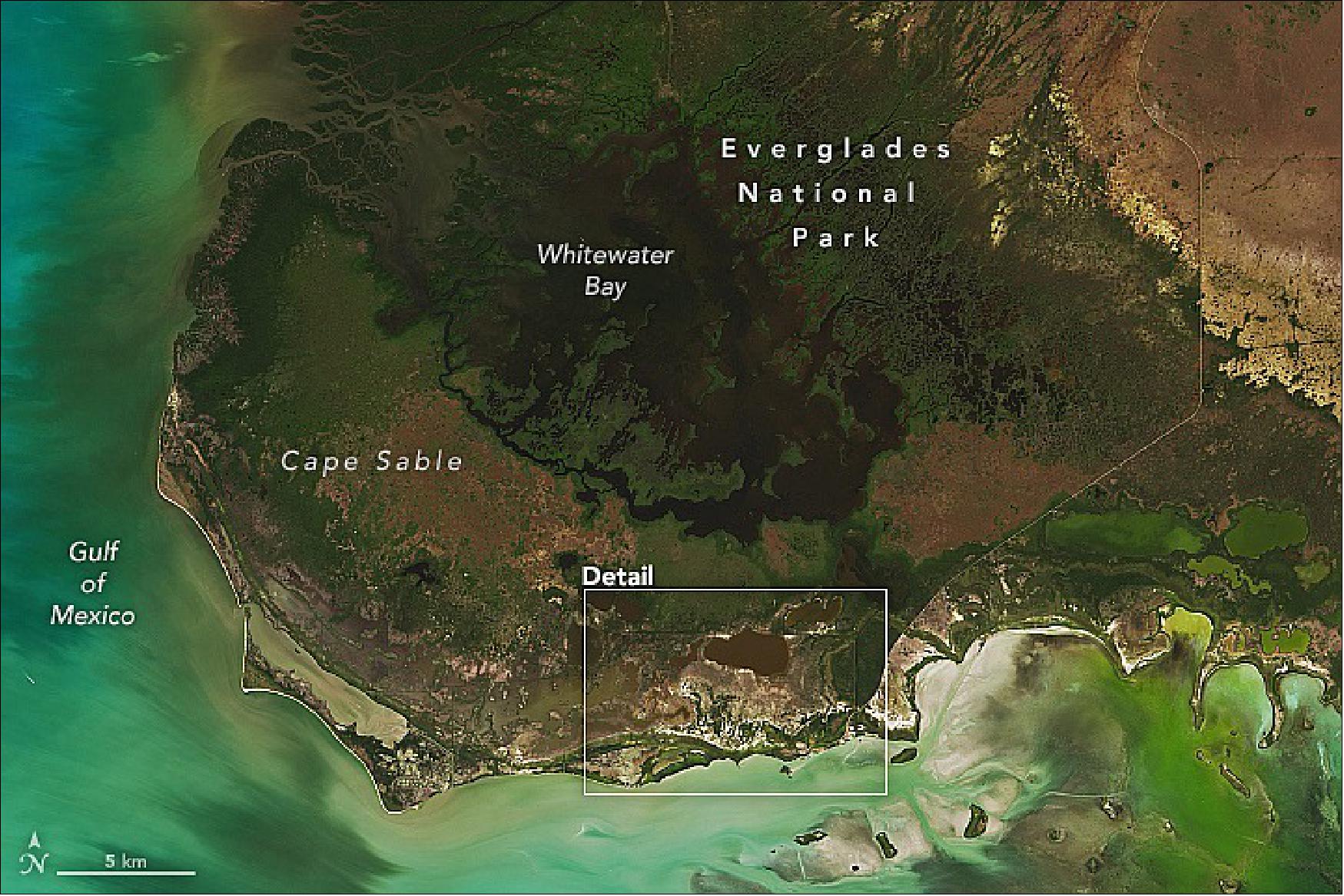 Figure 48: Overview of the Everglades National Park observed with OLI on Landsat-8 on 30 March 2022. The images show one of the areas the team sampled—a mostly dead mangrove forest in Cape Sable, Florida. This area near Bear Lake was flooded by Hurricane Irma in 2017. Five years later, the damaged mangroves still appeared brown in the satellite imagery acquired by the Operational Land Imager (OLI) on Landsat-8 on March 29, 2022. (image credit: NASA Earth Observatory)