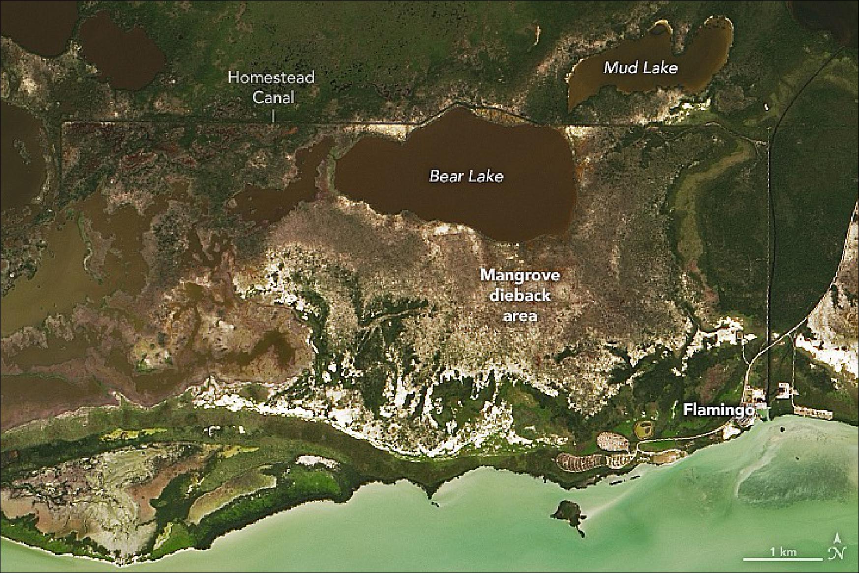 Figure 47: Detail image of the Everglades National Park observed on 30 March 2022. (image credit: NASA Earth Observatory image by Lauren Dauphin, using Landsat data from the U.S. Geological Survey. Video by Atticus Stovall (UMD), using terrestrial laser scanner data (Riegl VZ-400i). Photo by Cheryl Doughty (NASA). Story by Adam Voiland)
