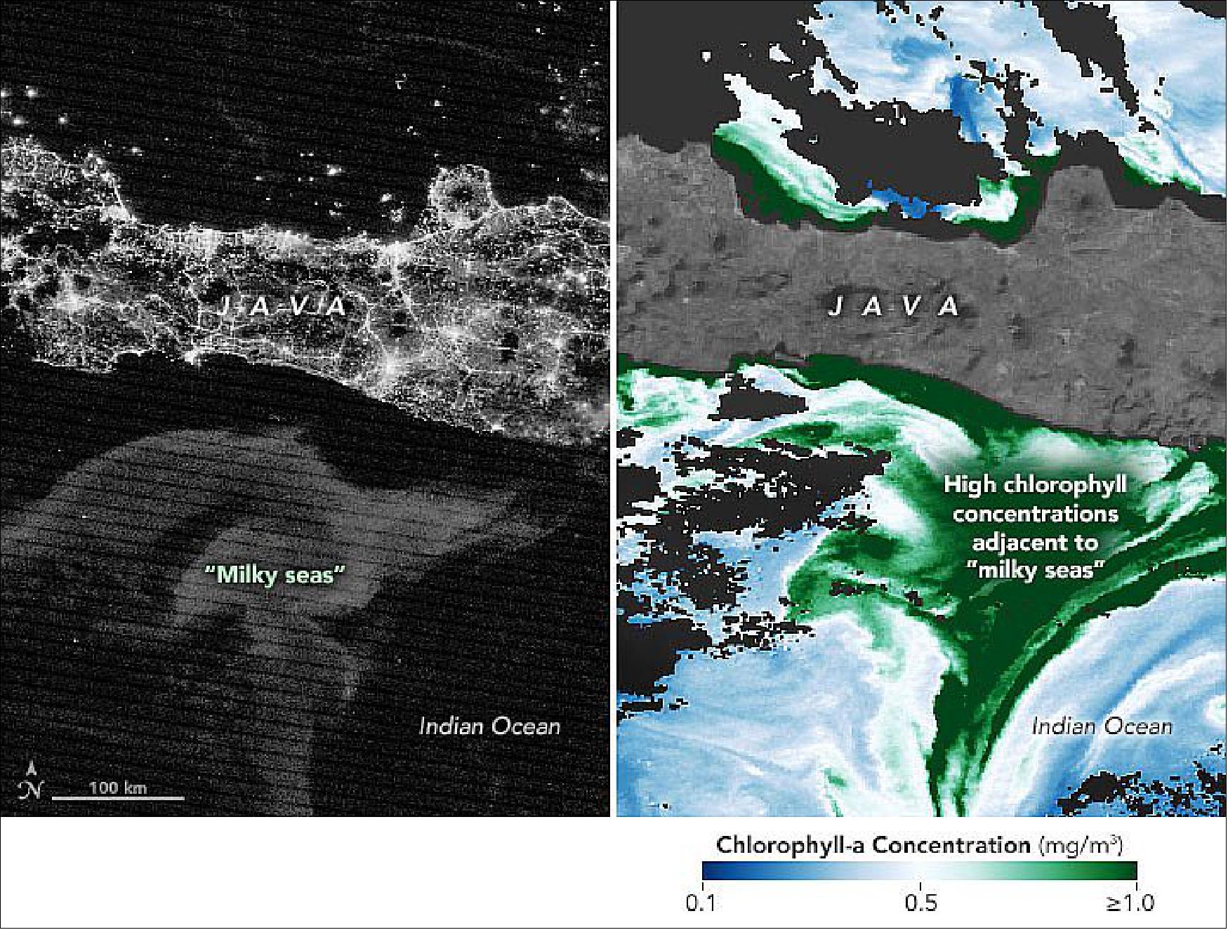 Figure 31: These images show the same event alongside measurements of chlorophyll made by NASA’s Aqua satellite. Note that the highest concentrations of chlorophyll (the green, light-harnessing pigment in phytoplankton) are adjacent to, but not matching, the brightest areas of the milky sea. Miller and colleagues suggest that while the algae are harnessing sunlight and nutrients to make food, the luminous bacteria may be consuming dead or stressed algae on the fringes of the bloom. They may also be using their light to attract fish, as the bacteria can also live within the guts of fish. There may even be a symbiotic relationship between the bacteria and the algae yet to be discovered (image credit: NASA Earth Observatory)
