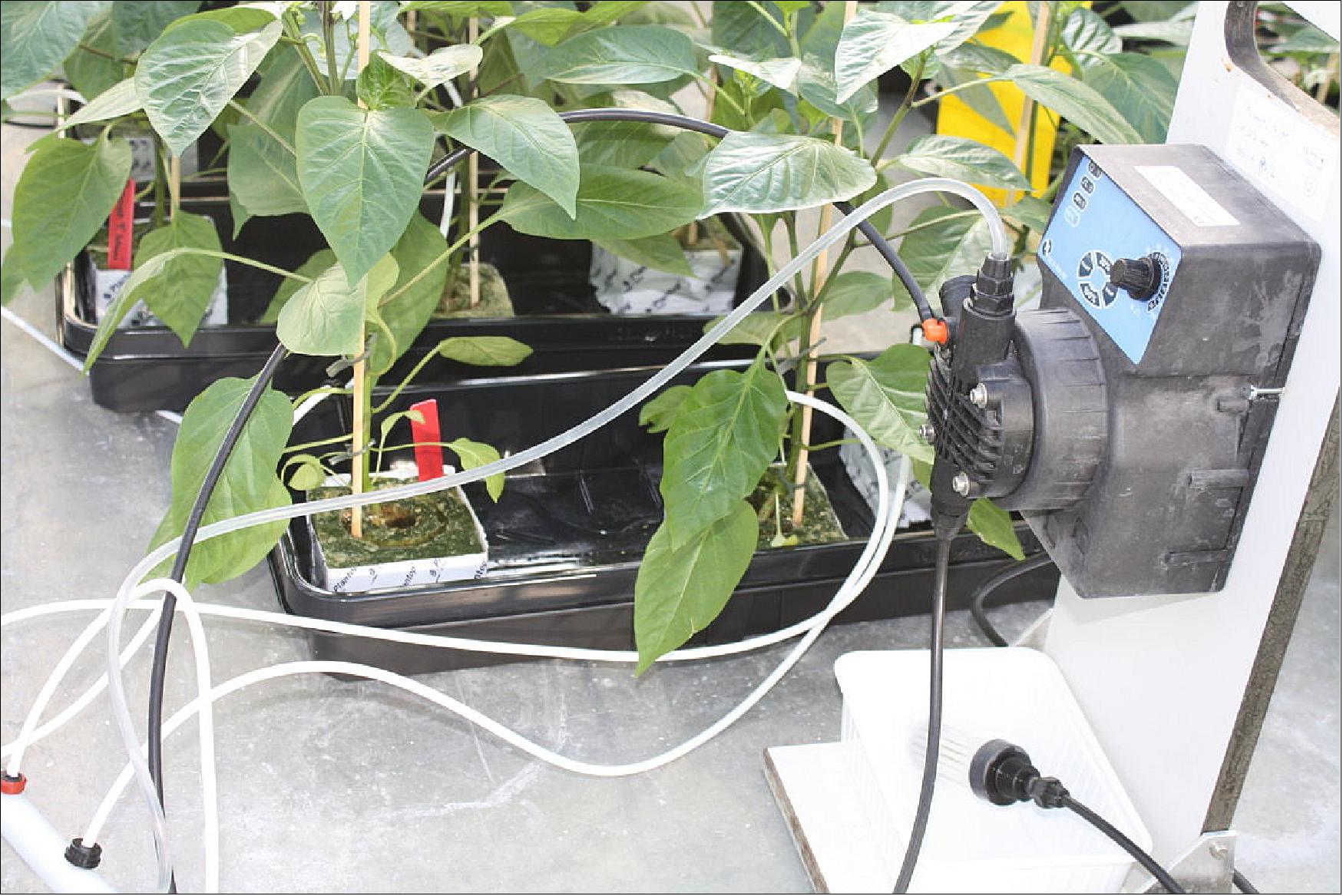 Figure 97: Dosing of minerals for growing tomato and pepper plants (image credit: Groen Agro Control)