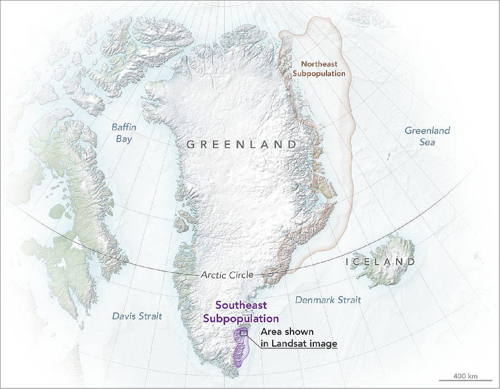 Figure 11: Satellite tracking shows that the Southeast and Northeast polar bear populations are distinct and have different behaviors. The tan area shows that Northeast Greenland polar bears travel across extensive sea ice to hunt. The purple area shows that Southeast Greenland polar bears have more limited movements inside their home fjords or neighboring fjords (image credits: NASA's Earth Observatory images by Joshua Stevens, using data from Laidre, K. L., et al. (2022) and Landsat data from the U.S. Geological Survey. Story adapted for NASA Earth Observatory by Kathryn Hansen, based on materials from Hannah Hickey/University of Washington, and Jude Coleman/NASA’s Earth Science News Team)