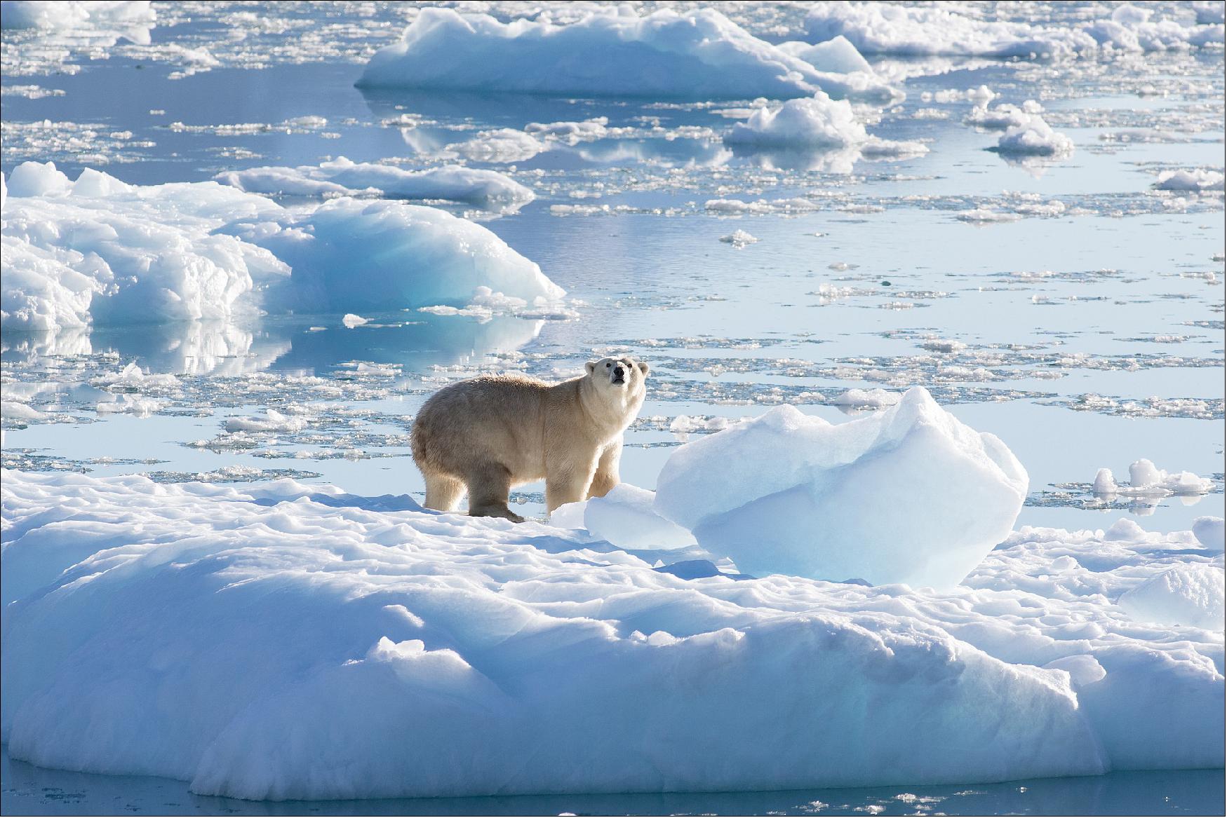 Figure 10: A Southeast Greenland polar bear on glacier, or freshwater, ice at 61º north in September 2016 taken during NASA's Oceans Melting Greenland field mission (image credit: NASA, Thomas W. Johansen)