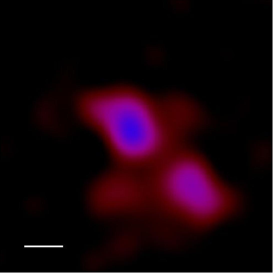 Figure 114: This image depicts the X-ray emission from dwarf galaxy J1329+3234 (center in this image), and from a background AGN (lower right), measured by XMM-Newton in June 2013 [image credit: SA/XMM-Newton, N. Secrest, et al. (2015)]